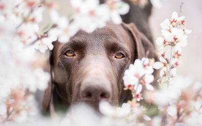 ¿Por qué realizar una sesión de fotos a tu perro?