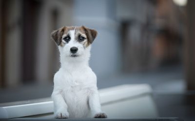 8 errores comunes al fotografiar a tu perro