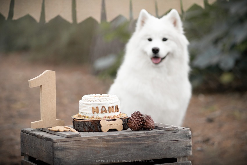perro-mirando-tarta-cumpleaños