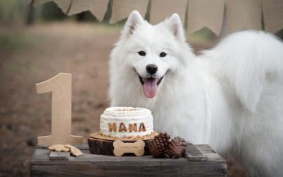 Smash cake para perros con Nana