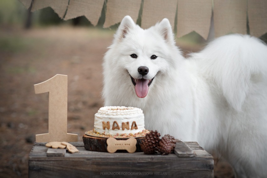 Smash cake para perros con Nana