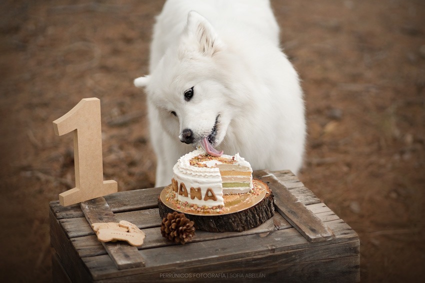 perro-comiendo-tarta-cumpleaños