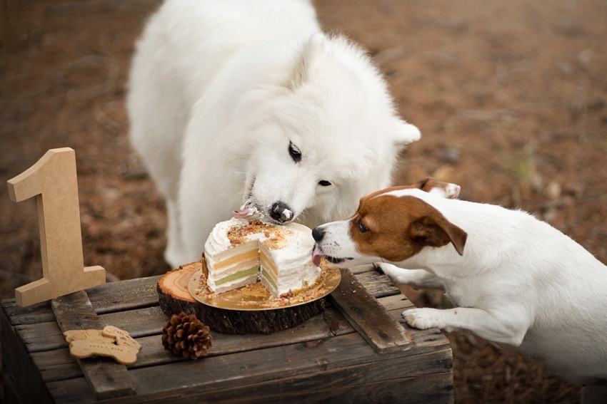 perros-comiendo-tarta-perruna