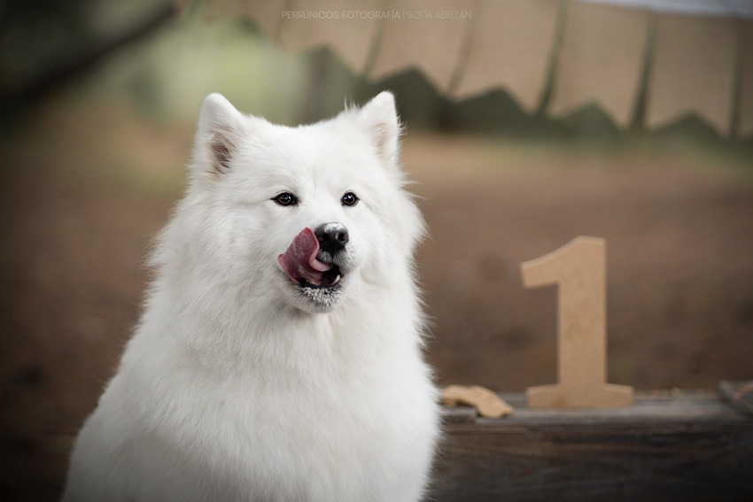perro-relamiendose-por-tarta