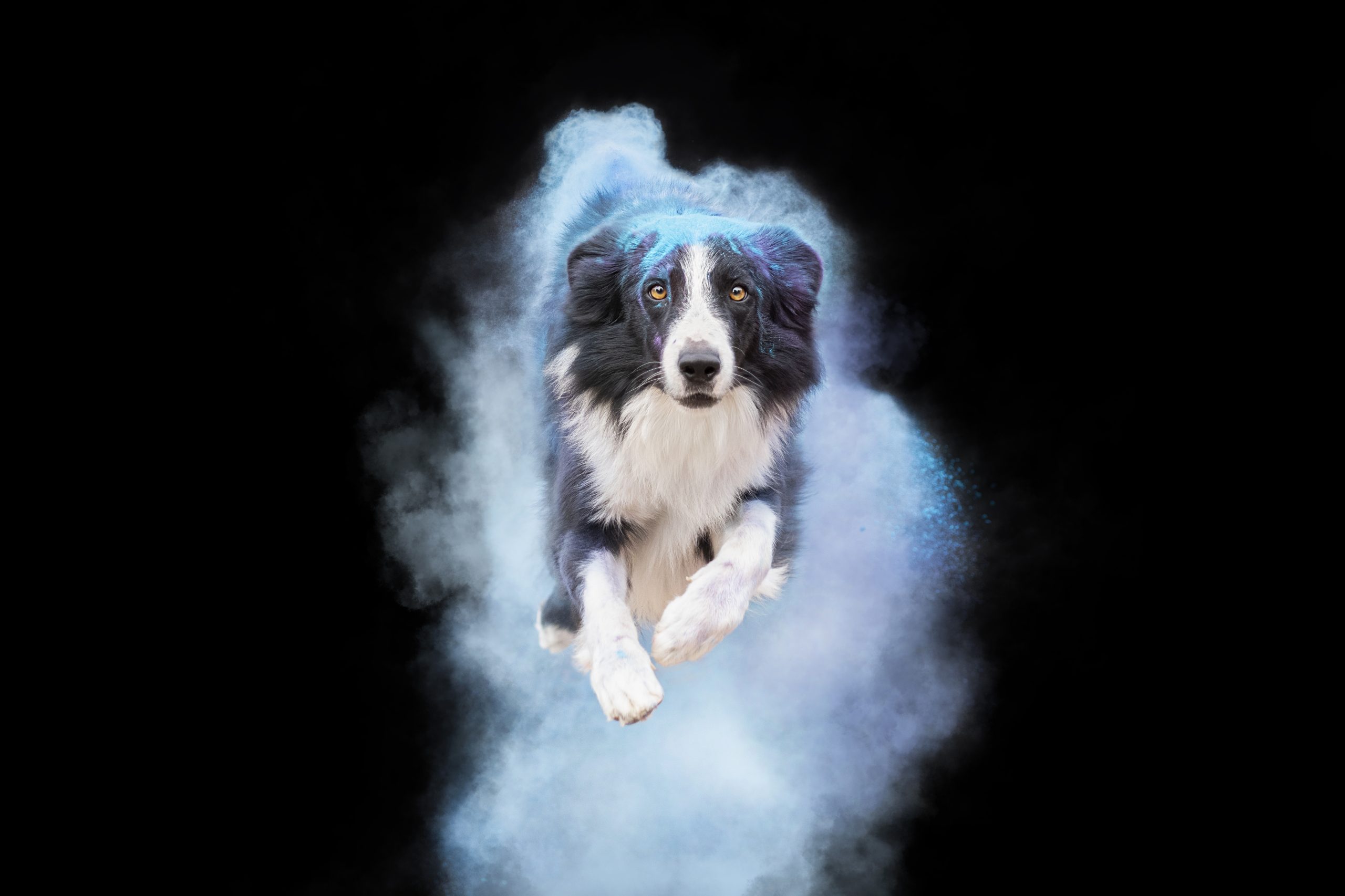 Perro con Polvo holi